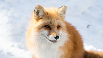 【モフモフ神】宮城蔵王キツネ村に行ったらキツネたちが冬毛でモフみ高くて天国だった