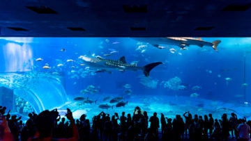 沖縄旅行 美ら海水族館からの瀬底島ビーチからのせんべろで完全に優勝してしまった